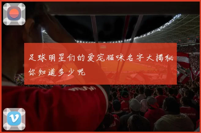 足球明星们的爱宠猫咪名字大揭秘你知道多少呢
